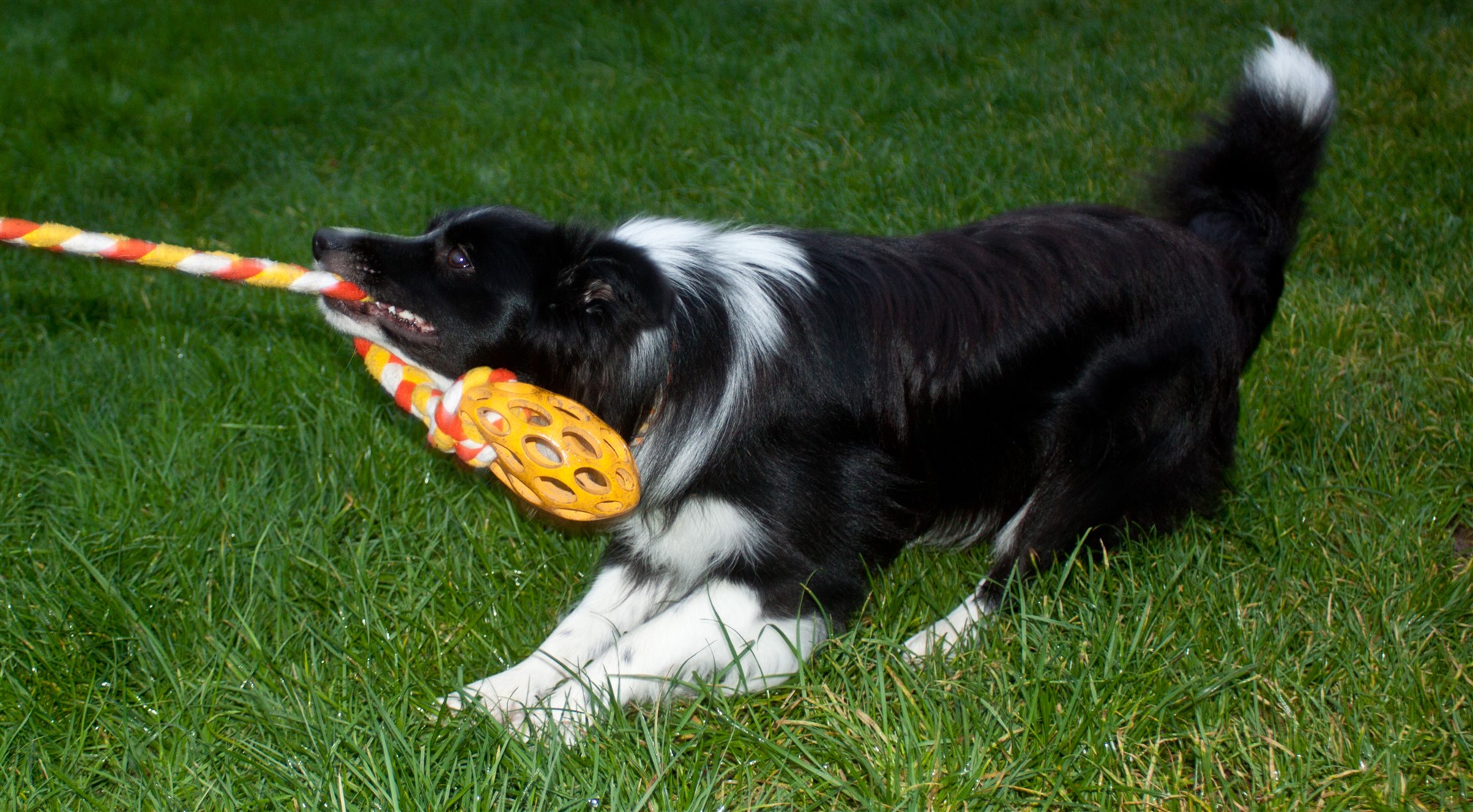 Dog agility toys, coloured dog leads, dog tug toys Agilityk9s