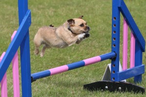 pug cross dog jumping agility jump
